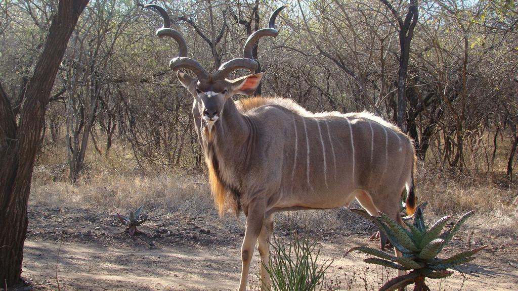 Kruger Cottage マールロス・パーク エクステリア 写真